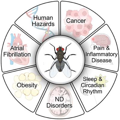 Animal Models of Neurodegenerative Disease: Recent Advances in Fly Highlight Innovative Approaches to Drug Discovery